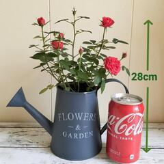 【💖Thankyou💖】赤いミニバラ🌹観葉植物🌿の画像