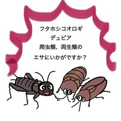 ④コオロギ♡デュビア