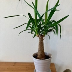観葉植物　ユッカ　青年の木　90cm