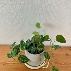観葉植物　シラフカズラ　スキンダプサス　