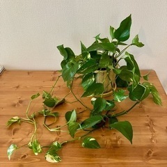 観葉植物　ポトス　大