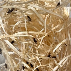 トリニドショウジョウバエ100匹の画像