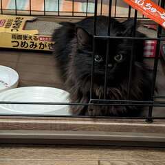 推定一歳前後のメスの黒猫の里親さんを募集します