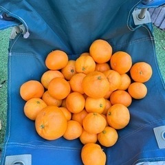 ⭐︎自家菜園みかん（20ヶ程度）⭐︎