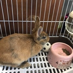 茨城県阿見町　うさぎ4歳　メス