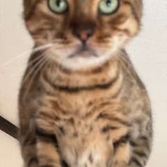 ベンガルブリーダー引退します。メス😊