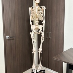 人体模型