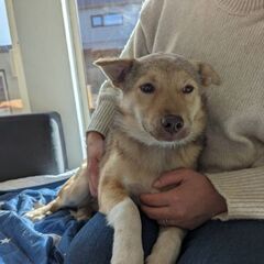 【マロン】保護犬　子犬から成長中 里親募集中!