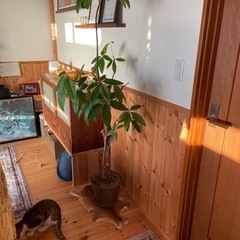 観葉植物　パキラ　　　