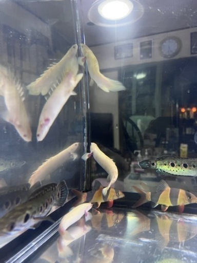 熱帯魚  アルビノセネガルスショートボディ  大きめ