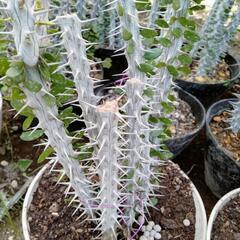 多肉植物亜竜木の画像