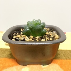 観葉植物ハオルチアサークル仮募集の画像