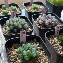 観葉植物ハオルチアサークル仮募集 - 葛飾区