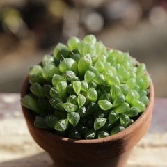 観葉植物ハオルチアサークル仮募集 - 友達