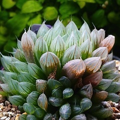 観葉植物ハオルチアサークル仮募集 − 東京都