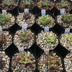 観葉植物ハオルチアサークル仮募集 - メンバー募集