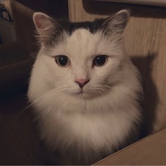 大田区 迷い猫 探してます 【ムック】【11/15〜】