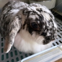 確定致しましたm(_ _)m大人しく可愛い♡ブロークンのロップイ...