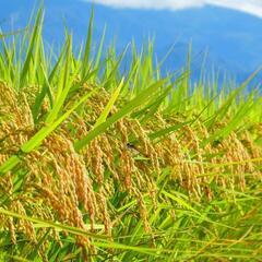 乾燥もみ殻　籾殻　配達も出来ます　自然素材　土壌改良　ふかふかの土づくり　家庭菜園　冬野菜の画像
