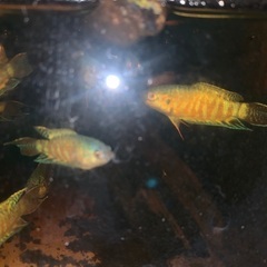 闘魚(パラダイスフィッシュ)