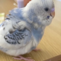 セキセイインコ里親募集