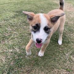 里親募集🐶