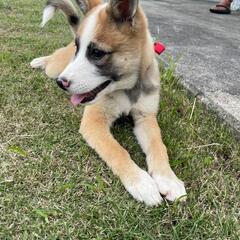 里親募集🐶 − 沖縄県