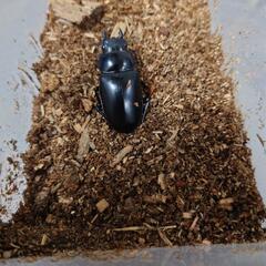 ギラファノコギリクワガタペアの画像