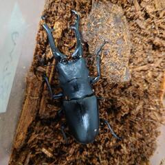 ギラファノコギリクワガタペア