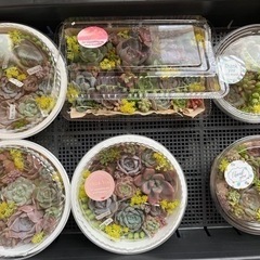 多肉植物　今年もお世話になりました。感謝お楽しみ袋（〜12/10）の画像