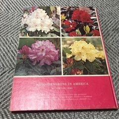 ロードデンドロン・イン・アメリカ バンビーン 豪華な西洋シャクナ...