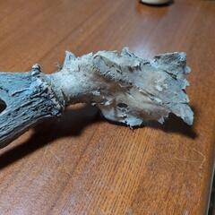 鹿角50cmの画像