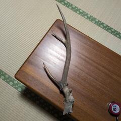 鹿角50cm