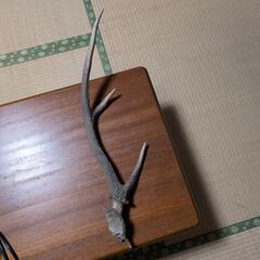 鹿角53cm