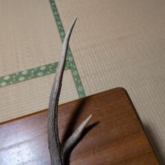 鹿角53cmの画像
