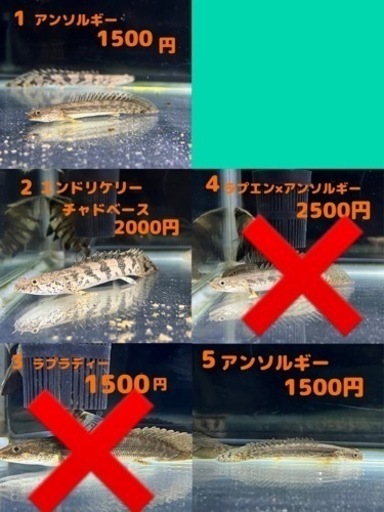 熱帯魚 ポリプテルス  チビーズ