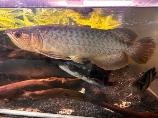 熱帯魚 水槽一式  ある程度お値下げ可能