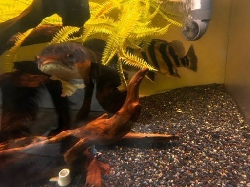 熱帯魚 水槽一式  ある程度お値下げ可能