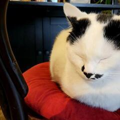 仙台でコーヒー好きで、猫が大好きな人 - メンバー募集