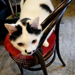 仙台でコーヒー好きで、猫が大好きな人 − 宮城県