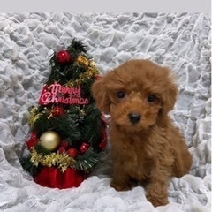 🐻トイプードル🎄