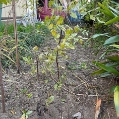 なつめ　苗木　ナツメの画像