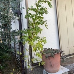 なつめ　苗木　ナツメの画像