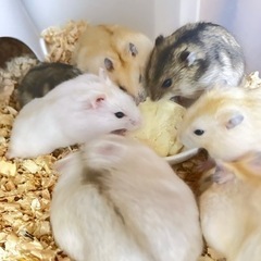 ハムスターの飼育用品を探しています