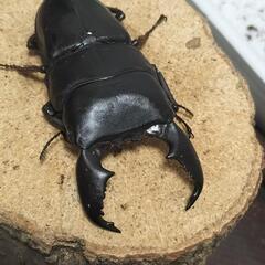 クワガタ　の画像