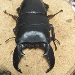 クワガタ　の画像
