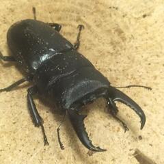 クワガタ　の画像