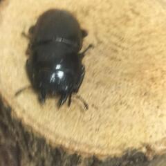クワガタ　の画像
