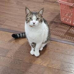 迷い猫探してます