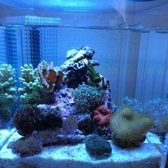 海水魚　ライブロック　お譲りください